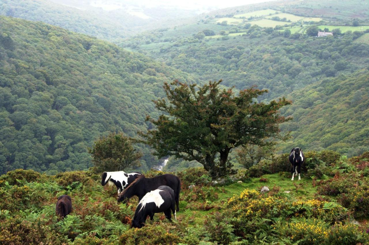 Higher Coombe Bovey Tracey Kültér fotó